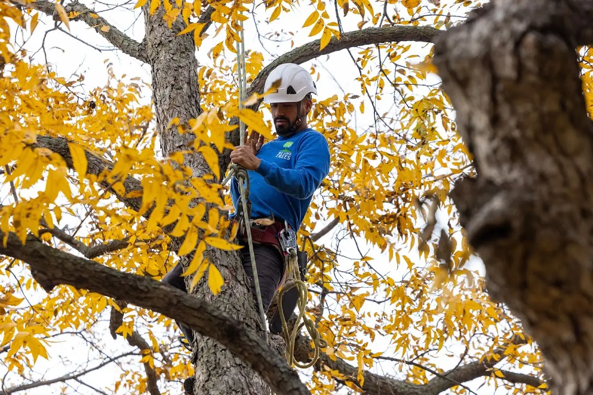 Skilled Tree Pruning crew working in New Market